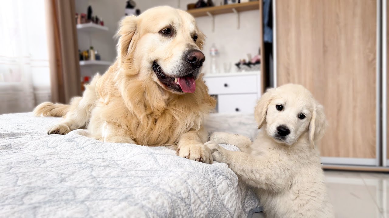 Puppy Demands Attention From Golden Retriever