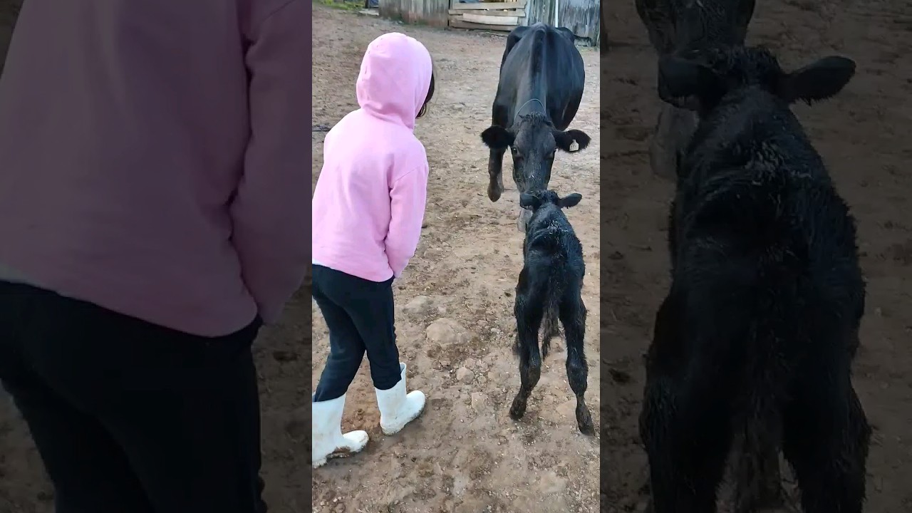 Boi boi boi da cara preta/ animais da fazenda #viral #funny #engra&ccedil;ado