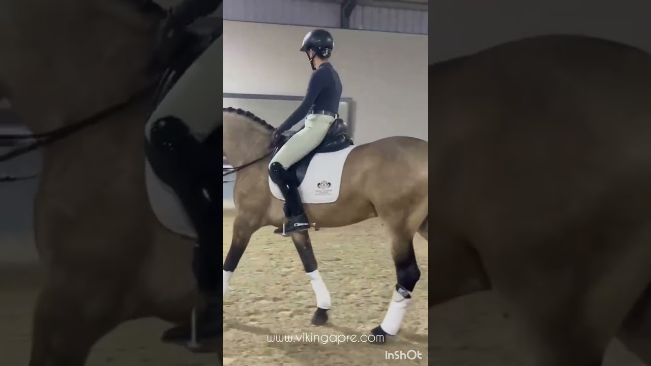 OSC - Buckskin Lusitano gelding 7 years