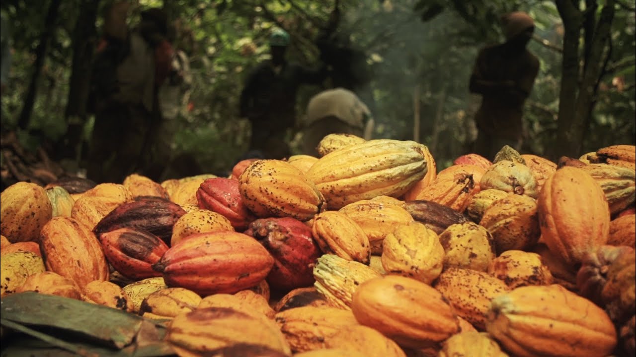 Konye's Cocoa - English Version