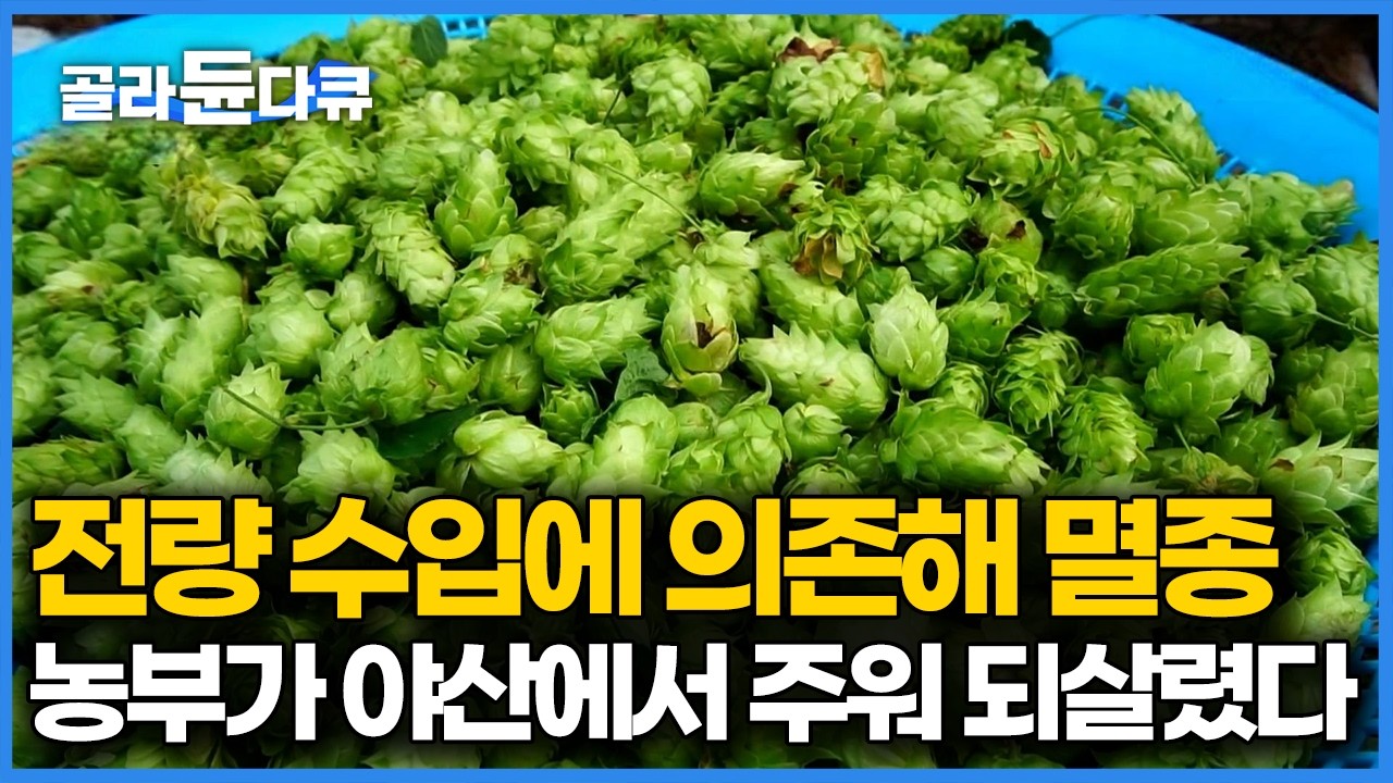 한국에서 품종이 아예 사라진 줄 알았는데, 야산에서 우연히 주운 뿌리를 다시 살려본 농부 그 결과｜한국기행｜#골라듄다큐