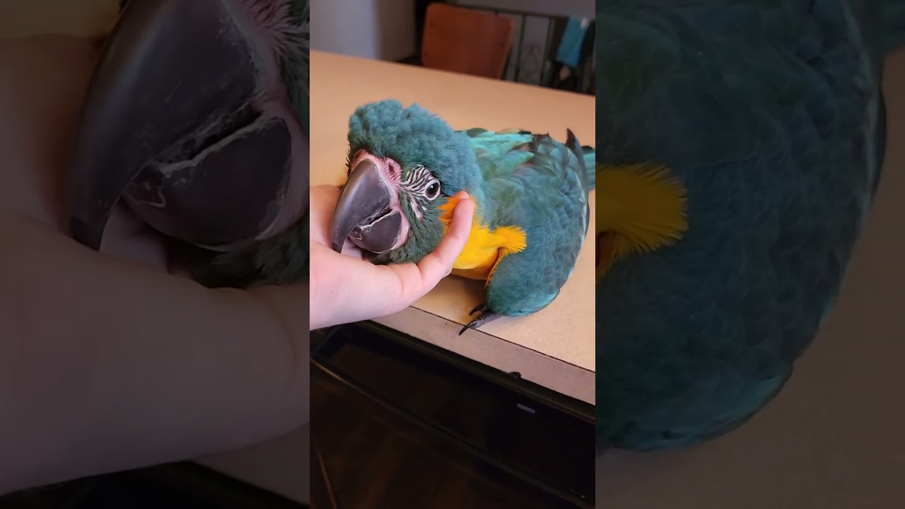 Cuddly Baby Blue Throated Macaw