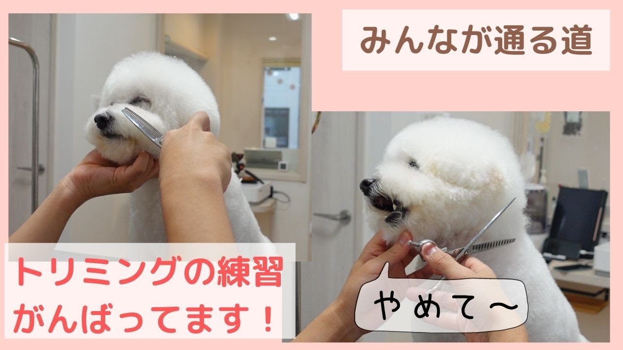 【カット練習中】最初からトリミングができる子なんていない！元保護犬のビションちゃんの奮闘トリミング物語【ビションフリーゼカット】Dog Salon PAPAのカット動画　2021年＃11