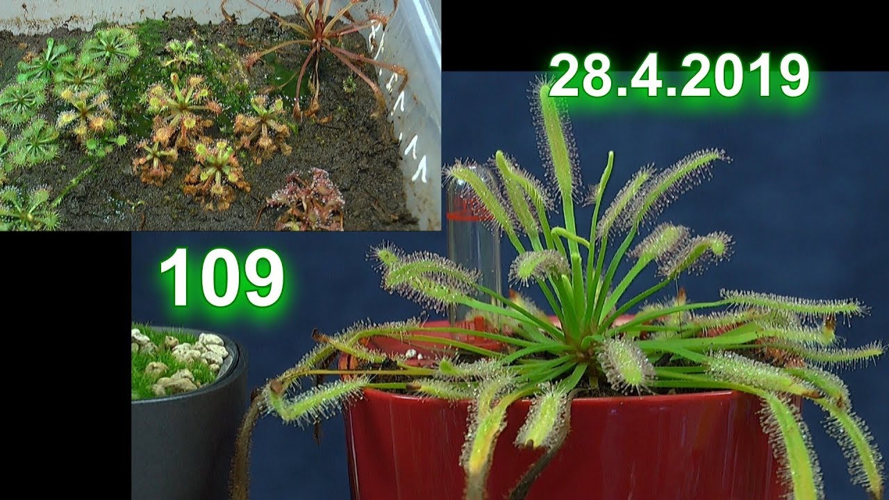 Fleischfressende Pflanzen im Haus Fortsetzung Drosera Sonnentau Anzucht Pflege