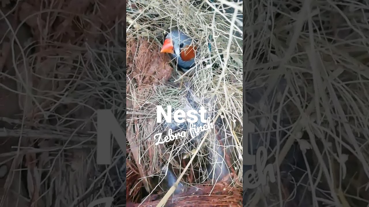 😁 The 🤓 Nest 🎶 Zebra 🐦 finch 😍 Made 😁🤓🎶🐦😍