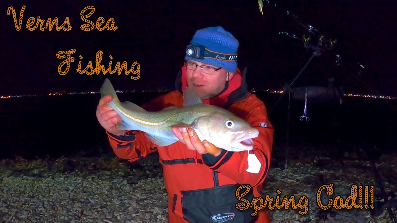 VERNS SEA FISHING | SPRING CODLING ON THE HOOK A CODLING IN ALL SEASONS