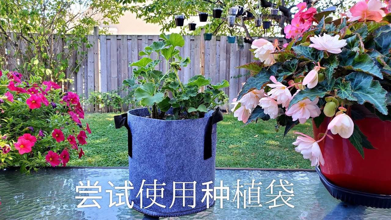 Sophie's Garden 尝试使用种植袋 Plant grow bags