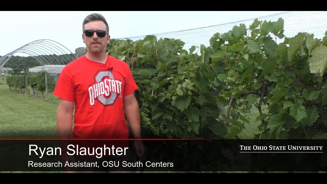 Preventing bird damage on grapes by installing bird netting