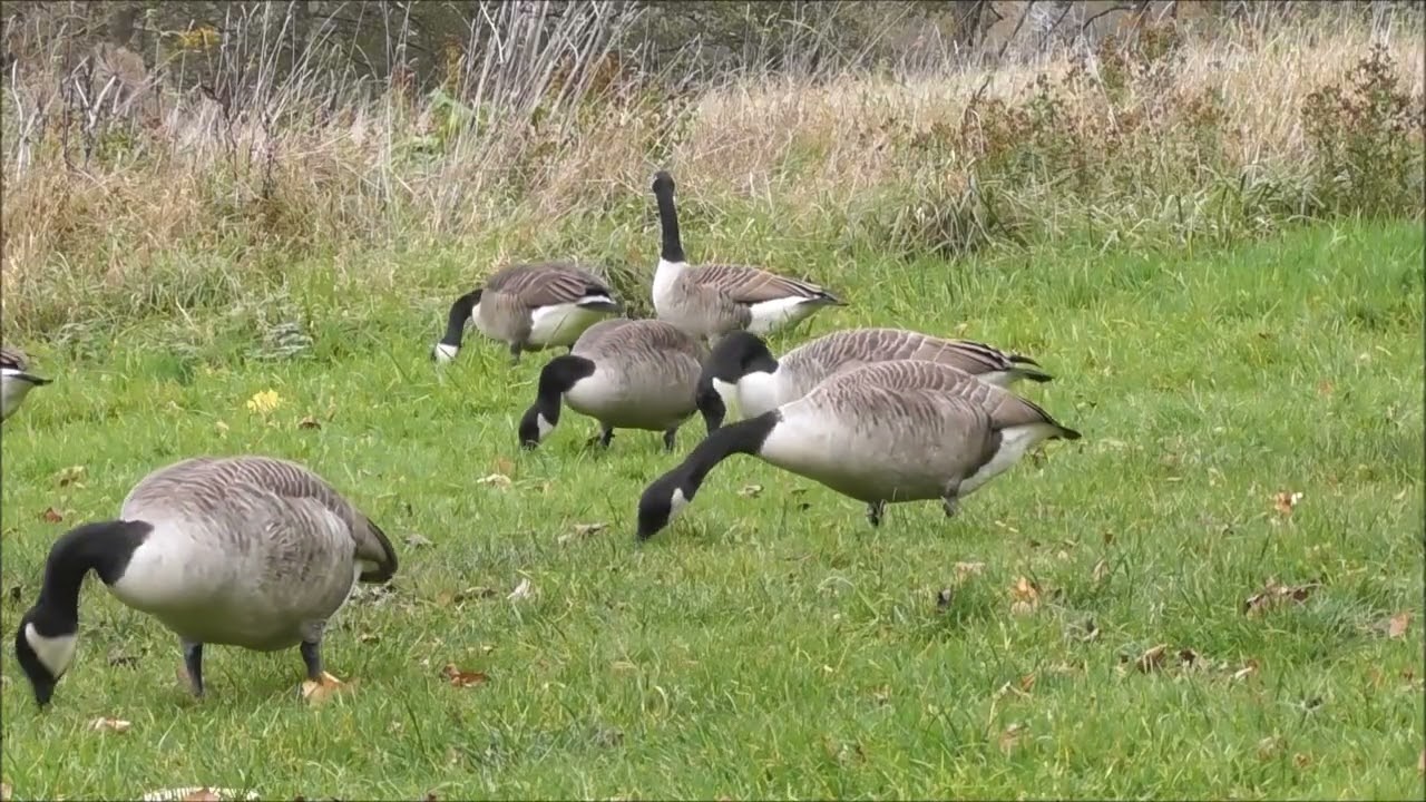 Kanadagänse