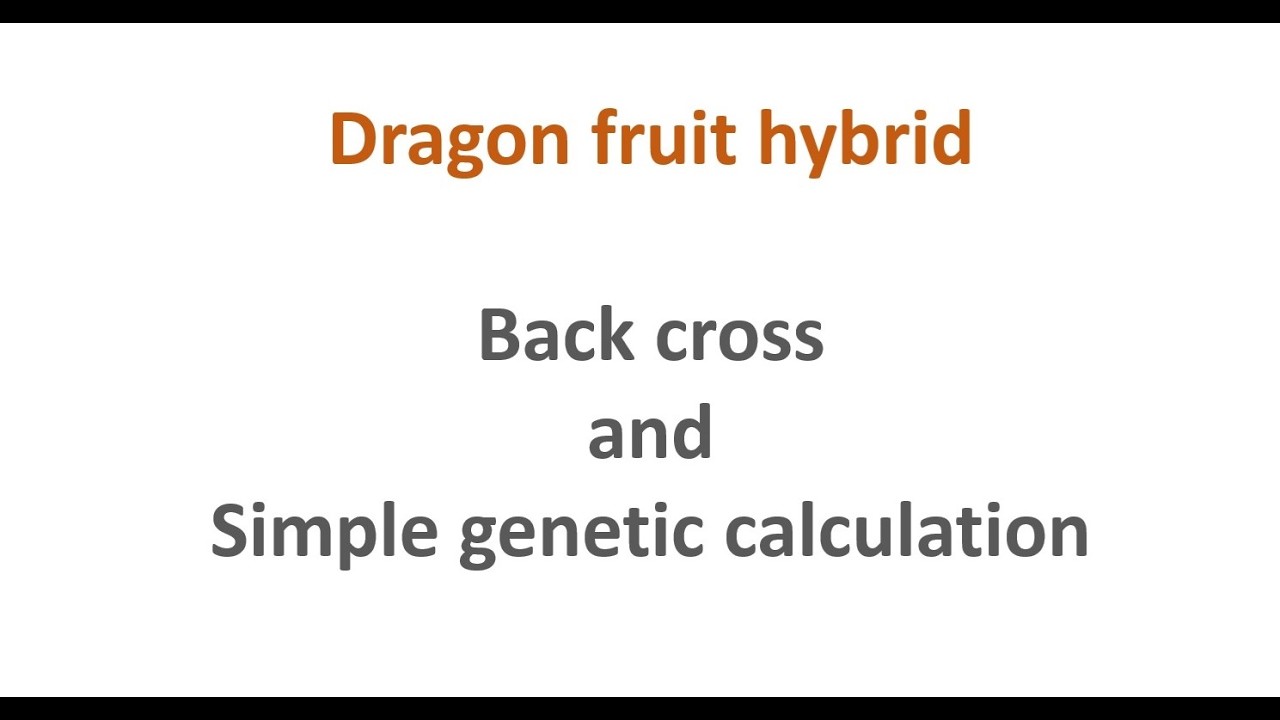 Dragon fruit update 2024.11: Dragon fruit back cross and genetic calculation