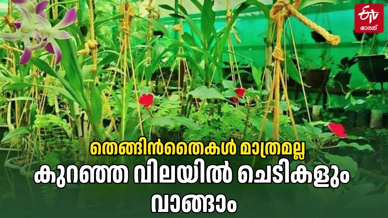 കുറഞ്ഞ ചെലവിൽ വീടും മുറ്റവും അലങ്കരിക്കാം! വെറൈറ്റി ചെടികളുടെ വൻ ശേഖരം | Low Cost Gardening Tips