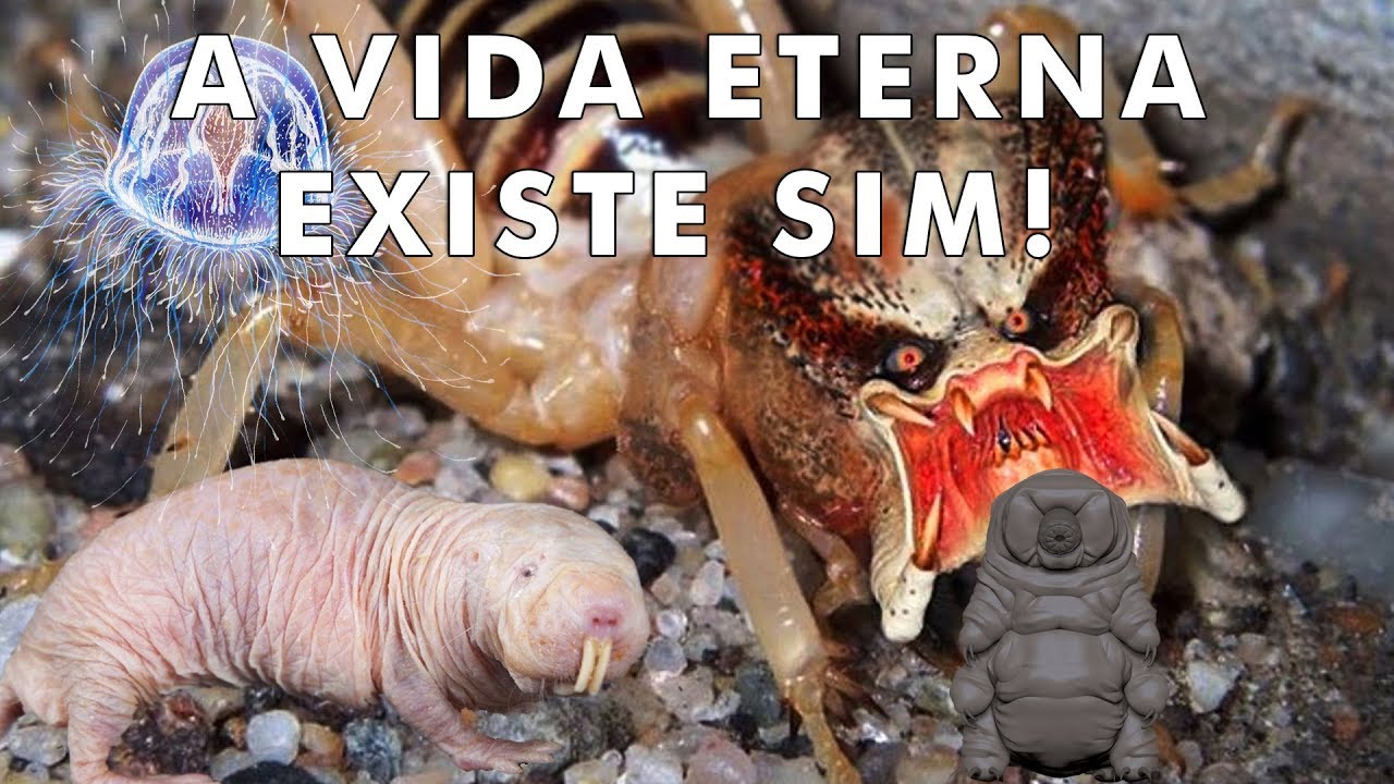 Os animais imortais - O PORQUÊ DAS COISAS