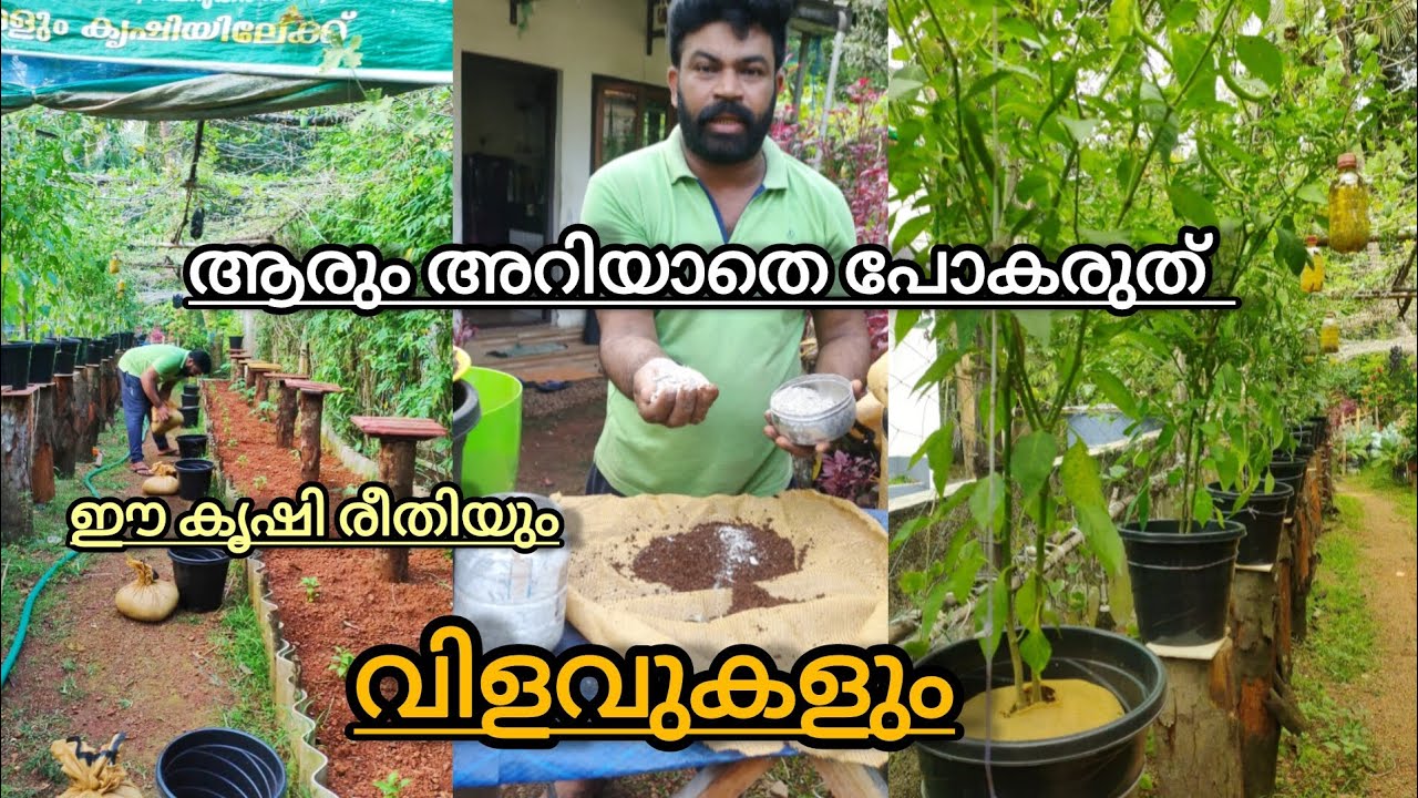 ഇങ്ങനെ ഒരു കൃഷി രീതിയും വിളവുകളു കണ്ടിട്ടുണ്ടോ ഒരു പിടി മണ്ണ് മതി സിമ്പിൾ  Krishi video Malayalam