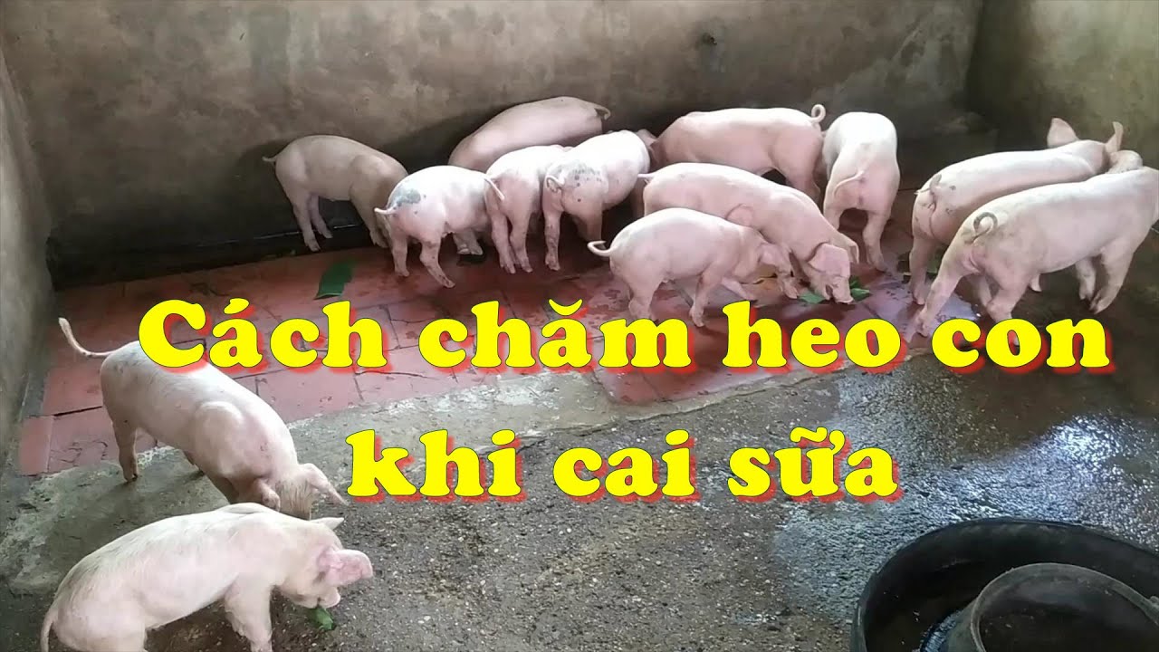 Cách chăm sóc heo con khi cai sữa - How to take care of piglets when weaning