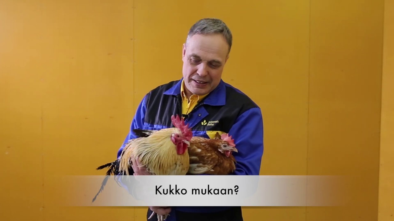 Opasvideo kanojen hankkimiseen