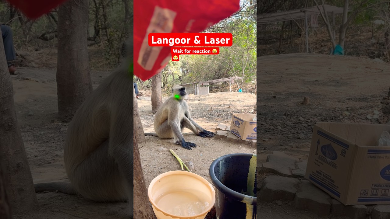 Monkey is afraid of laser light 😂😂animal gone funny! #monkey #laser #funny #funnyvideo #funnyshort