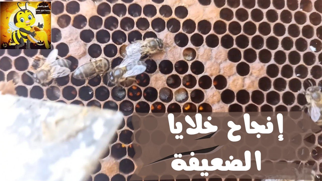 كيفية تعامل مع خلية ضعيفة في هذا وقت و إنجاحها /تربية النحل @beesandhoney