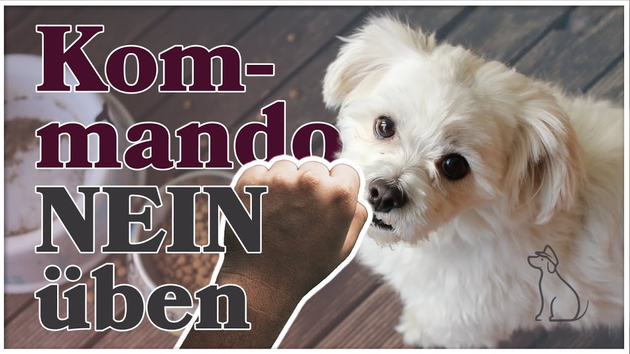 Hund Nein Beibringen ▶ Kommando Nein Trainieren ▶ So geht's richtig