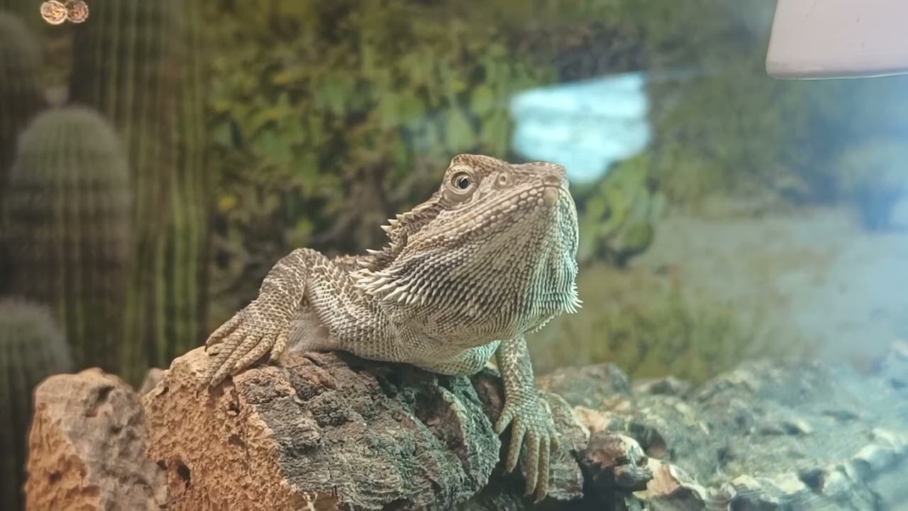 Lizard 