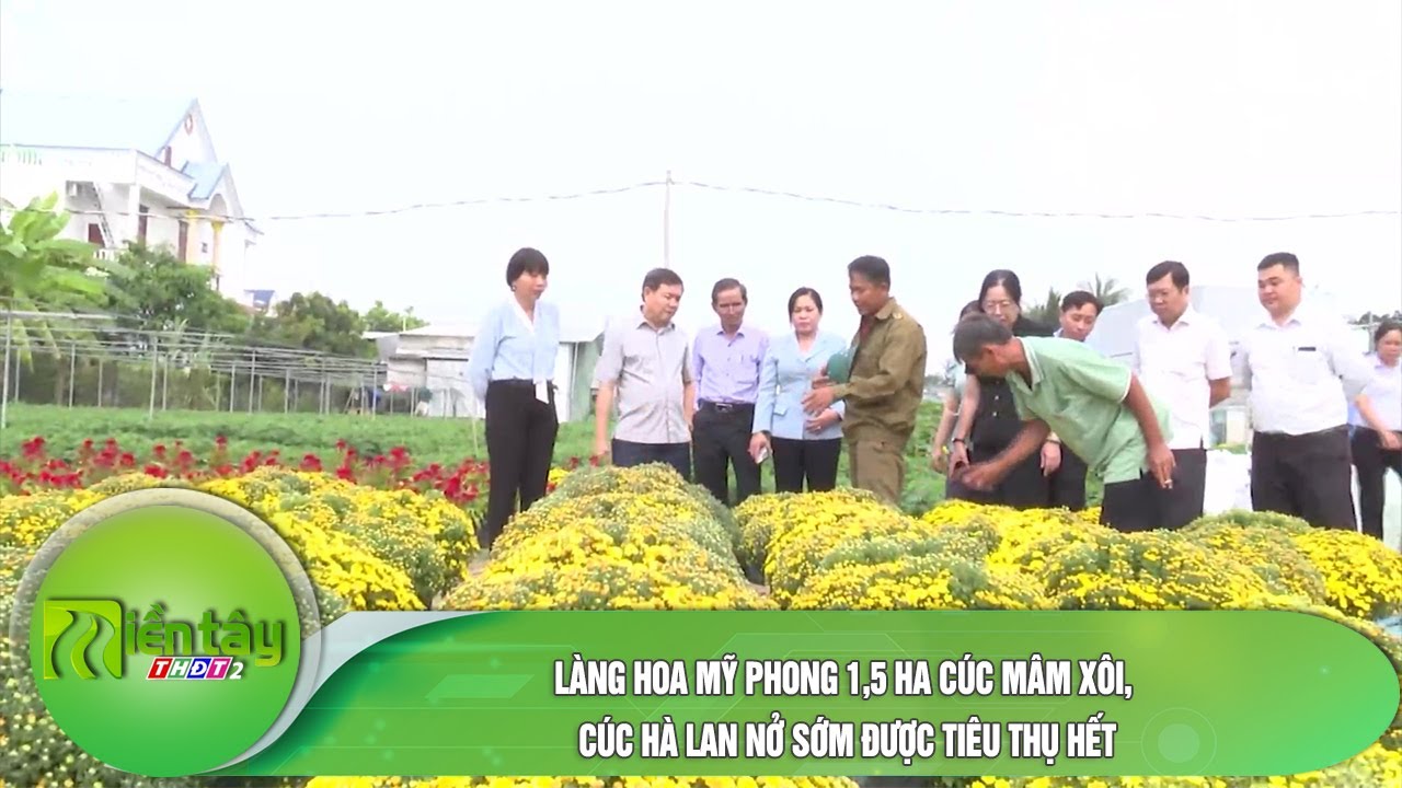 Làng hoa Mỹ Phong 1,5 ha cúc mâm xôi, cúc Hà Lan nở sớm được tiêu thụ hết