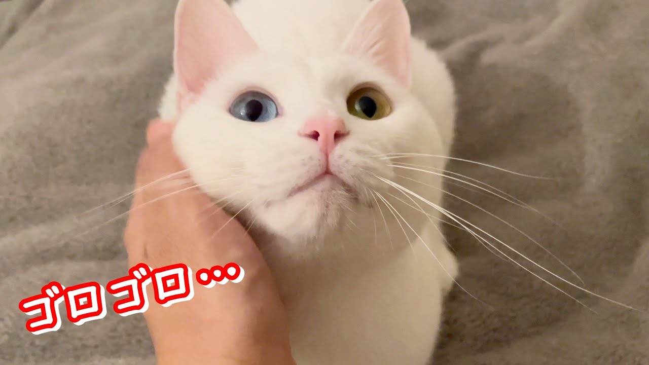 5匹の猫全員の可愛すぎるゴロゴロ音を聴き比べてみたら・・・