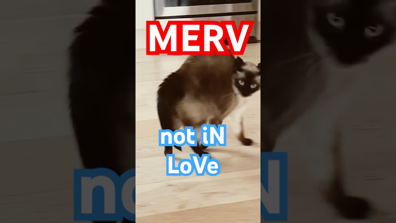 merv the talking cat might be in love. 