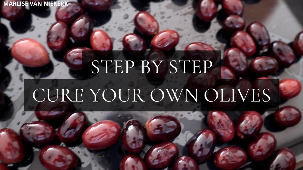 How to cure fresh olives at home | South African Youtuber