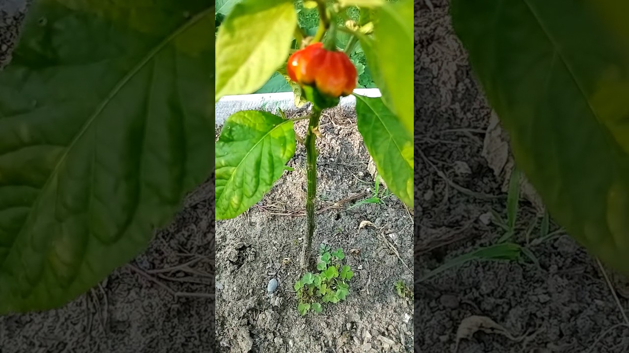 If this short gets.....