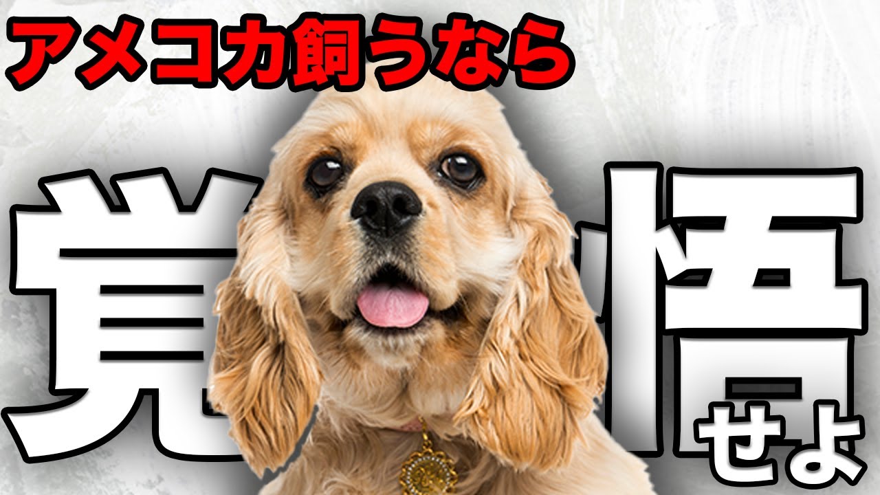 【解説】迎える前に1度見て！アメリカン・コッカー・スパニエルの魅力や注意点について教えます！