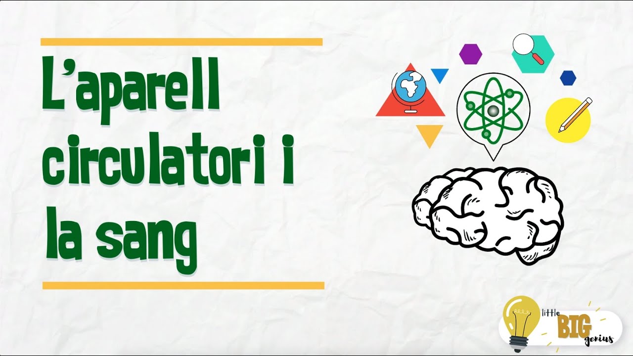 L'aparell circulatori i la sang - Little Big Genius