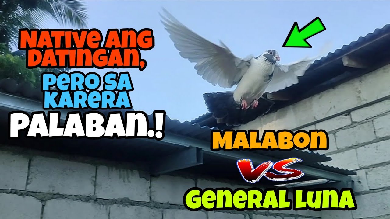 MALABON VS GENERAL LUNA | HITSURANG NETIB NAPALABAN!! | KARERA NG KALAPATI