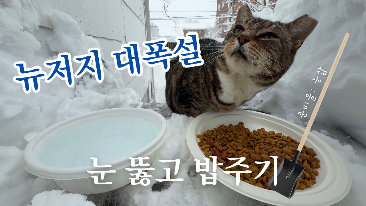 뉴저지 폭설! 삽 들고 고양이 밥주기