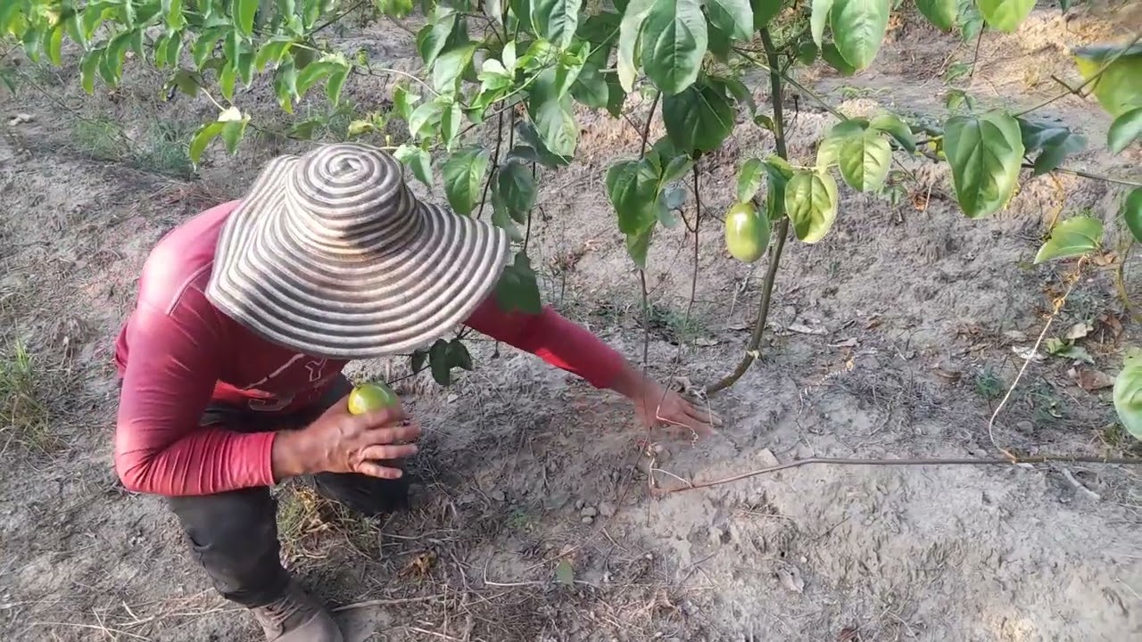 concejos sobre el manejo y sostenimiento del cultivo de maracuya.