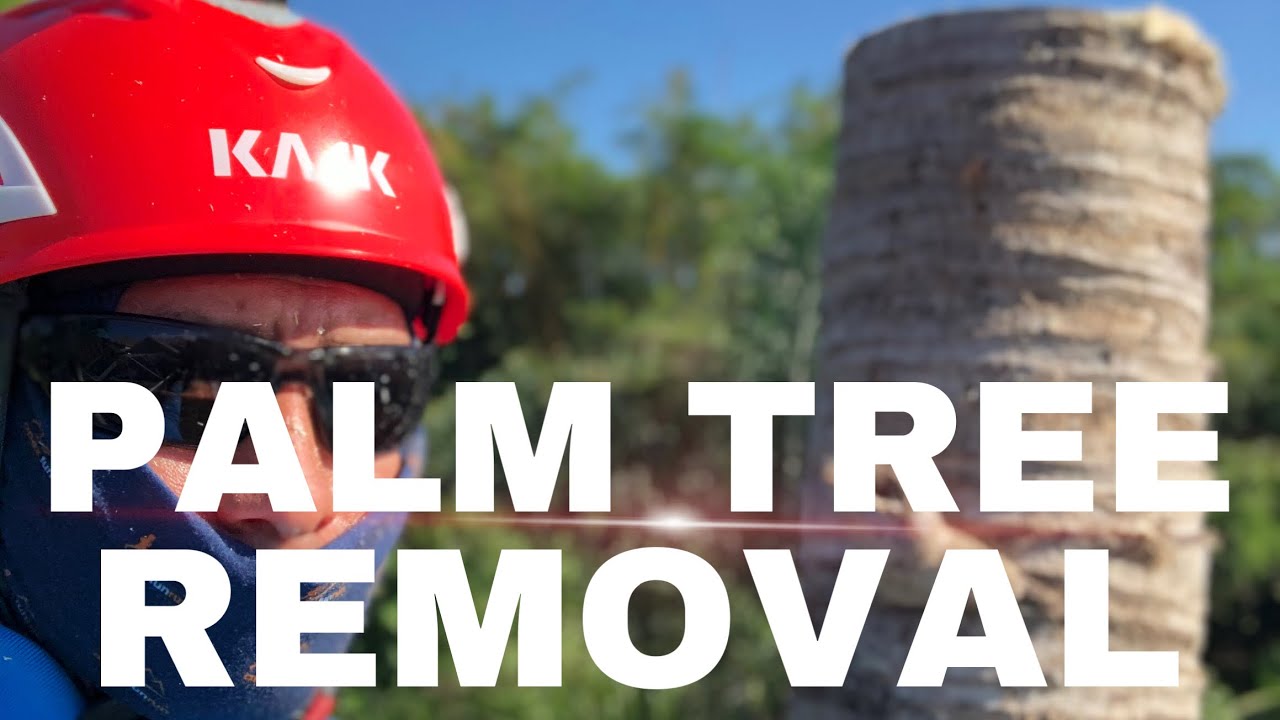 #PALMTREE #REMOVAL | #REMOCIÓN #DEPALMERA
