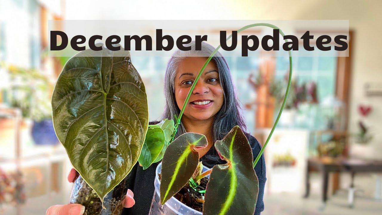 Plant Goals & December Favorites | My Monthly Plant Recap