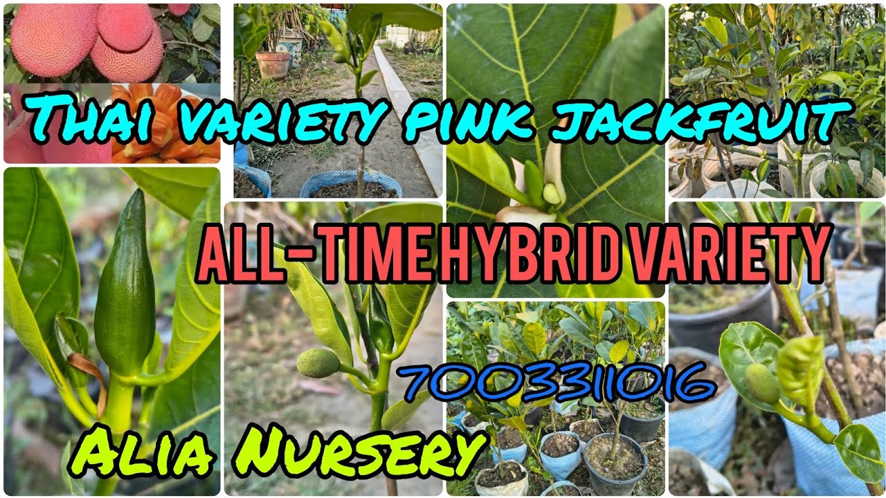 All time hybrid variety jack fruit(pink) available at Alia nursery and Agriculture farm🌿#youtube