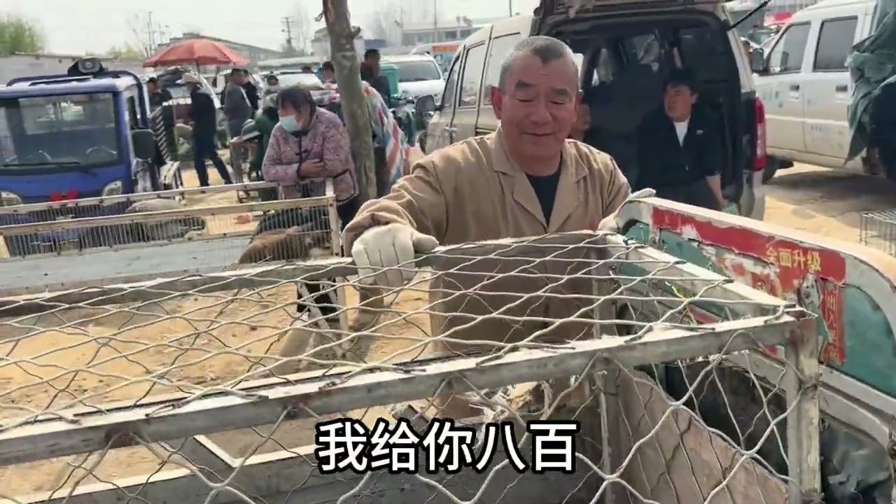 太火爆了农村狗市，人山人海，我又来进货了，喜欢淘狗的关注我 #狗市 #边牧幼犬 #怎么挑选好狗