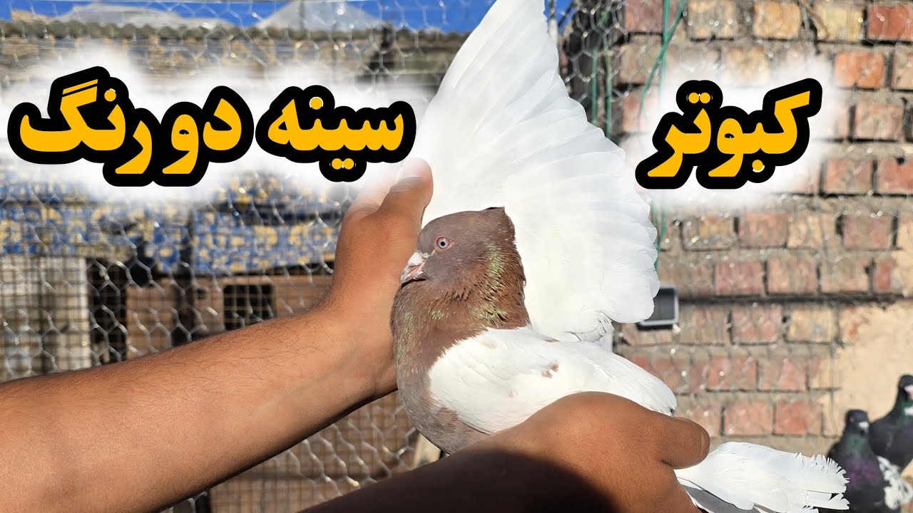 توضیحات کامل در مورد خرید کبوتر سینه دورنگ 🕊