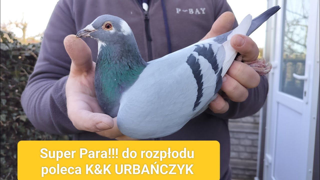 Super Para do rozpłodu z polecenia K&K URBAŃCZYK Hooymans Hańderek na sprzedaż ☎️ 695497481
