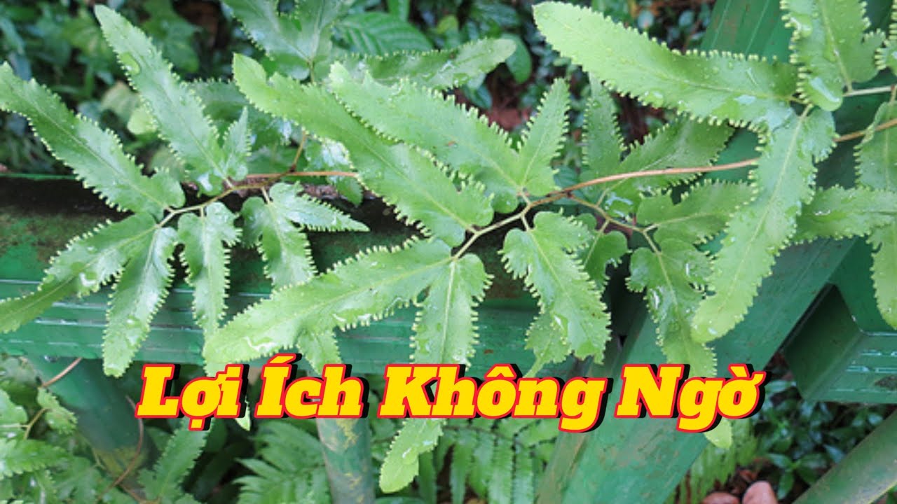 EP 62 : Chỉ cần một lá của loại cây này sẽ có giá trị như một mỏ vàng (Bạn đã biết điều này chưa ?).