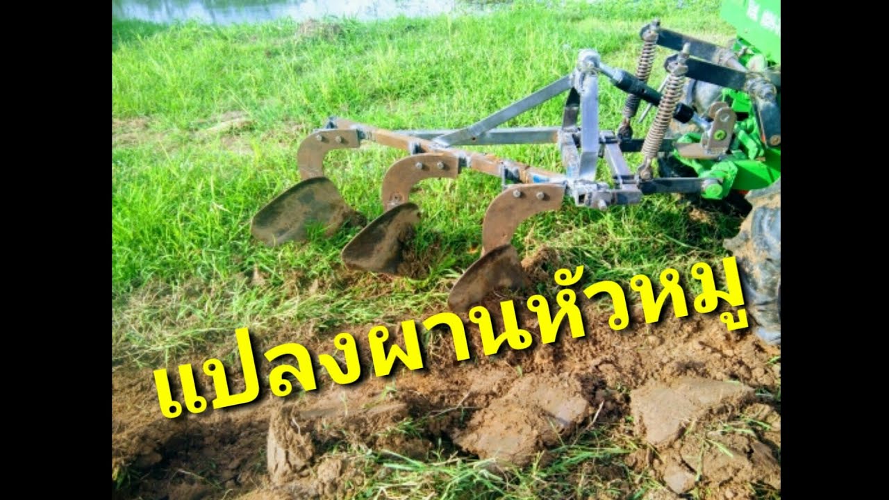 แปลงผานหัวหมู