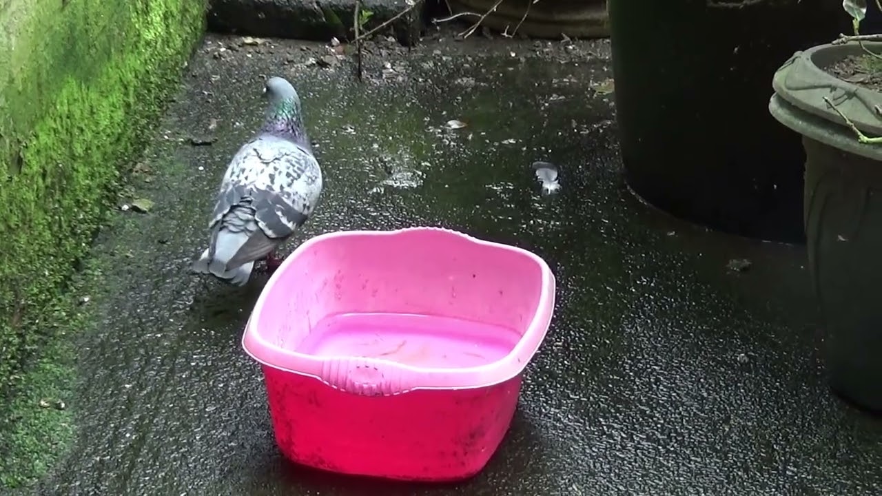 Pigeons UK England Happy Easter 2025