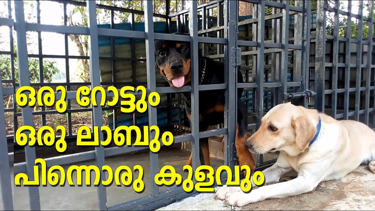 Rottweiler and a labrador dog I dog farming kerala I ഒരു റൊട്ടും ഒരു ലാബും പിന്നെ ഒരു കുളവും