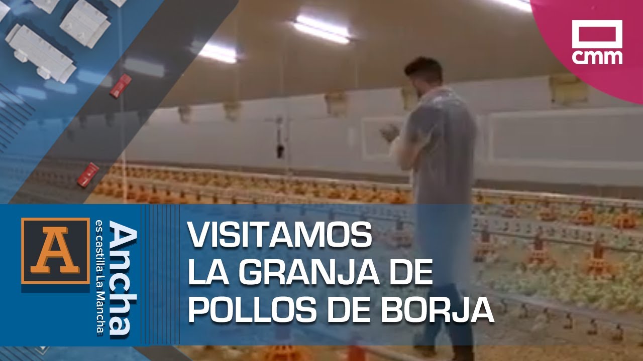 Cuidado de pollos