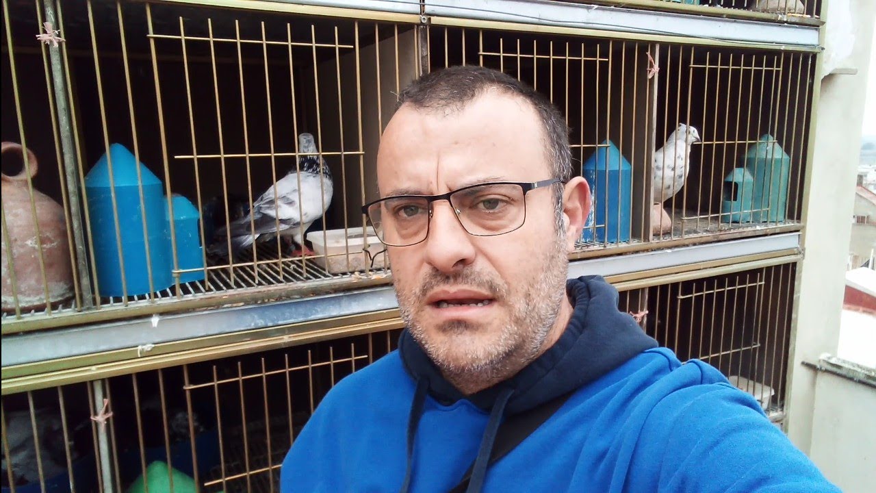 Palomos deportivos 2020...enseñado mis palomos #palomosdeportivos2020