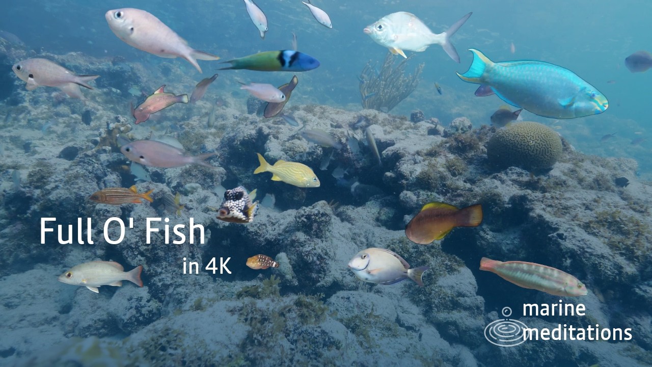 Reef Calm #08 | Full o' Floating Fish in the Waves | Relax Your Mind For 1 Hour