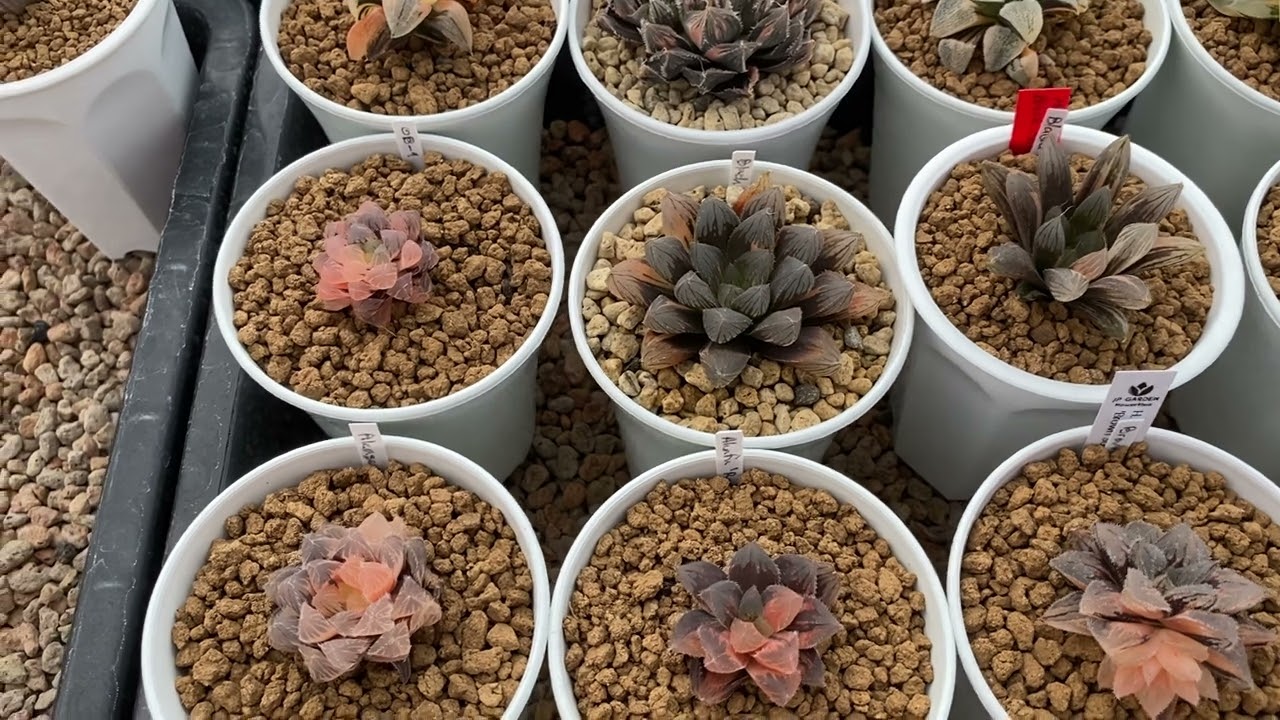 พาชมสวน JP Garden EP.2 Haworthia & Succulent