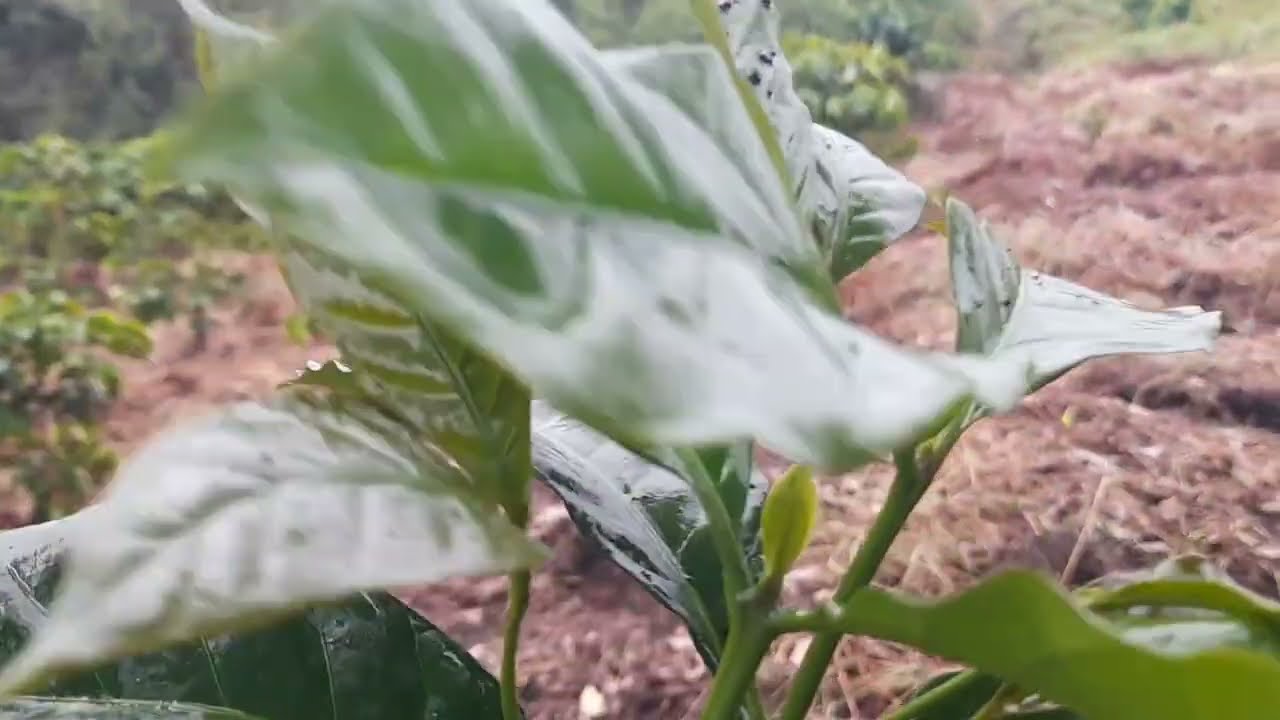 Cómo Obtener 2 Árboles de Café De Una Sola Chapola.