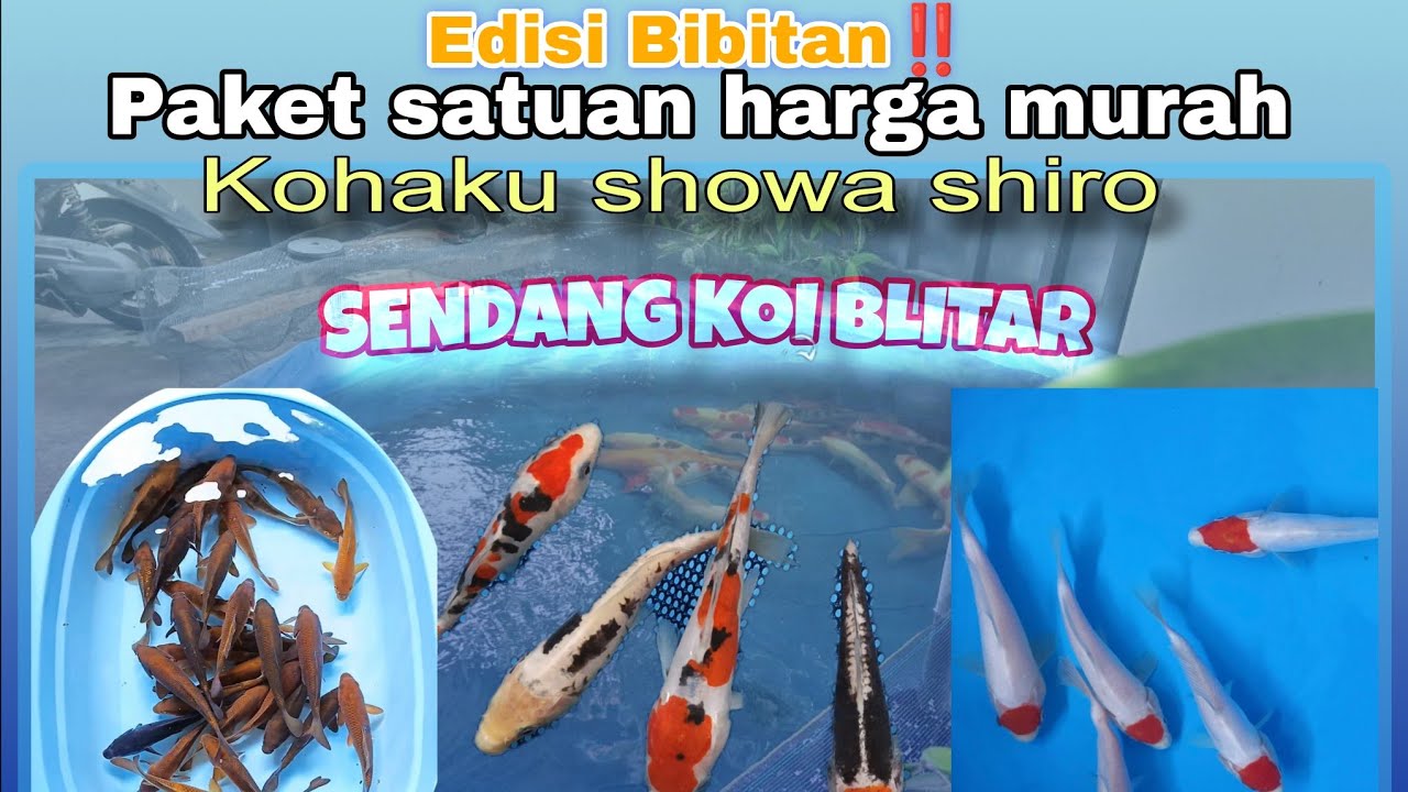 Eps 23‼️EDISI BIBITAN‼️Minion SERBA MURAH MERIAH ‼️#ikankoiberkualitas #sendangkoi #koiblitar