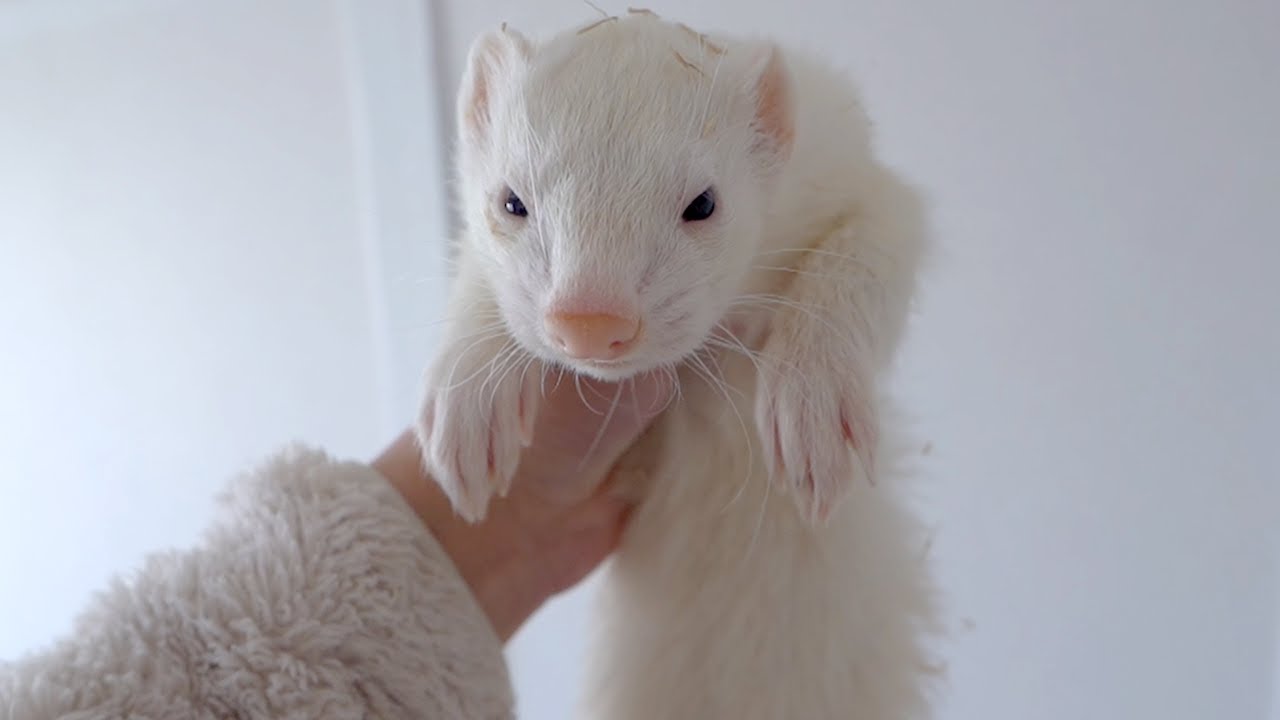 寝ているところを起こされたフェレットがかわいすぎる